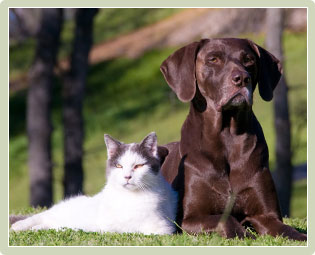 Senior Pet Care