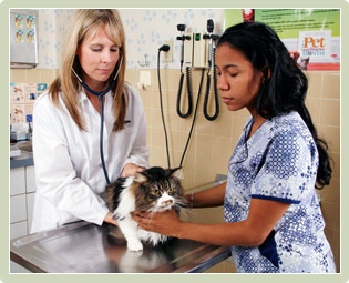 Wellness Exams